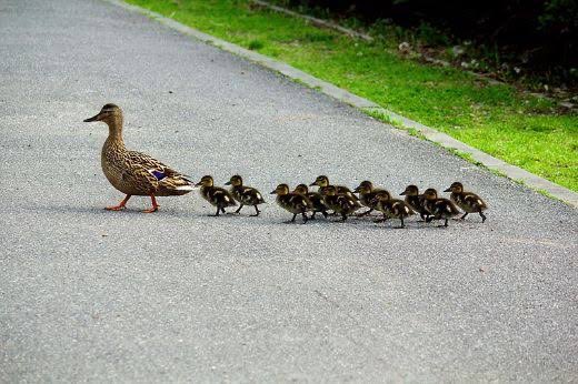 landowhiskers's tweet image. it's giving baby ducklings following their mama duck