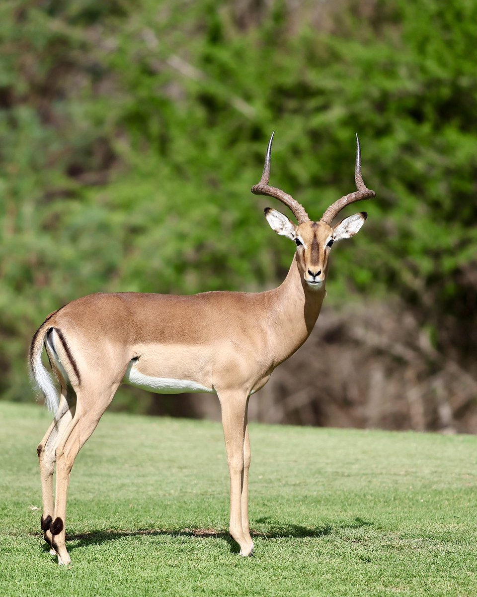 Sunshine_Tour's tweet photo. Welcome to moving day at Sun City Resort. 🦒

📲 Open the Sunshine Tour app for the live leaderboard. 

#BlueLabelChallenge #GreatnessBeginsHere #SunshineTour https://t.co/iaKS8kefv6