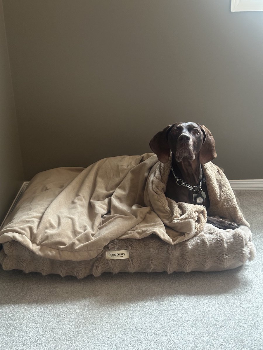 guslitsas's tweet photo. Doggie is starting to get restless, time to turn off the lights. Final #yyckidcount #ABkidcount in Evergreen Ridge is 36. #HappyHalloween #yyc. https://t.co/2wwHvfP5XW