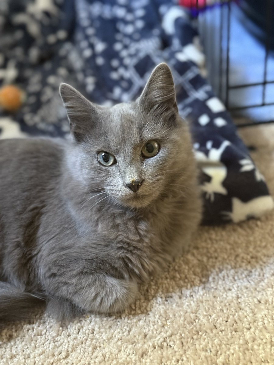 Katrina Starks tweet media