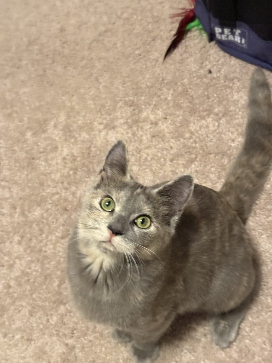 Katrina Starks tweet media