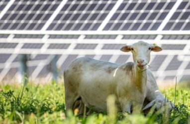 AusSolarNews's tweet image. ... reneweconomy.com.au/grazing-sheep-… #SolarAdvantages #SolarPanelSystem