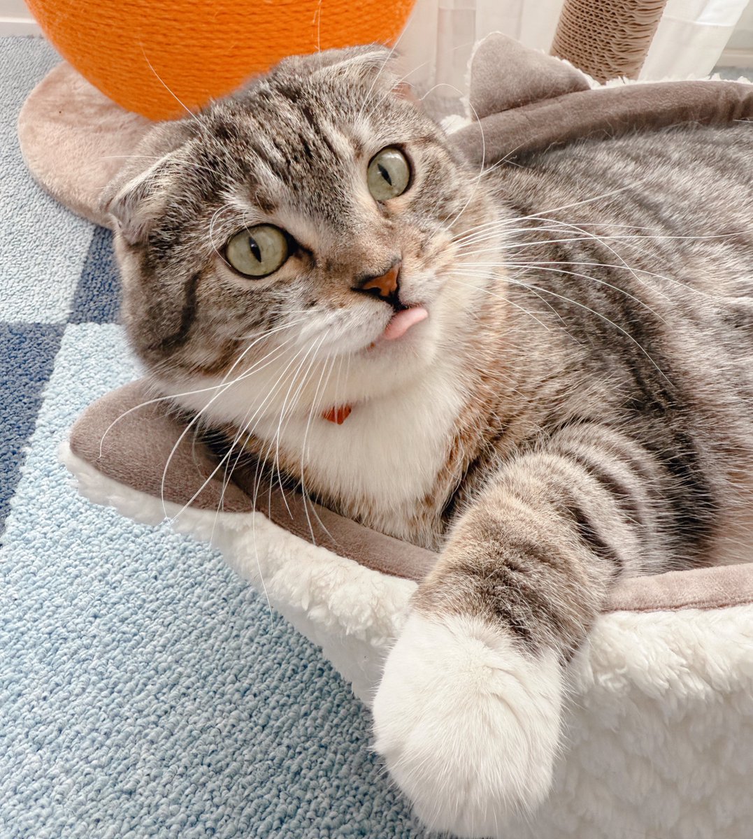 nekozo_cat's tweet photo. 猫はたとえ舌がでちゃってもかわいい。これがその証拠です。 https://t.co/62spSxXPM8