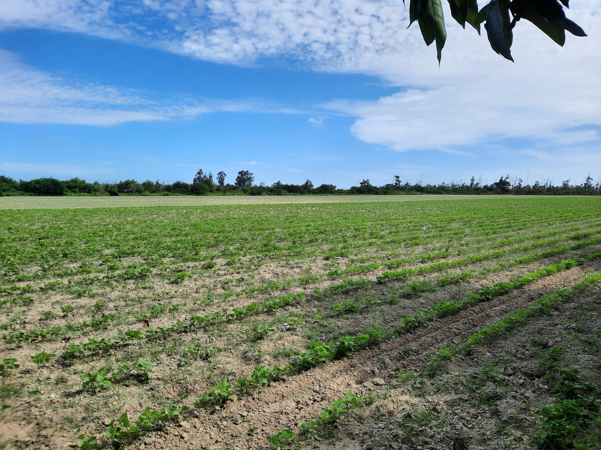 #Cuba
En  el polo agropecuario Hermanos Balcon en Pinar del Rio,se trabaja intensamente en la preparación de tierra y siembra de la campaña de frío. Se avanza en la incorporación de áreas a la producción y la diversificación de los cultivos.
<a href="/DiazCanelB/">Miguel Díaz-Canel Bermúdez</a>
<a href="/DrRobertoMOjeda/">Dr. Roberto Morales Ojeda</a>