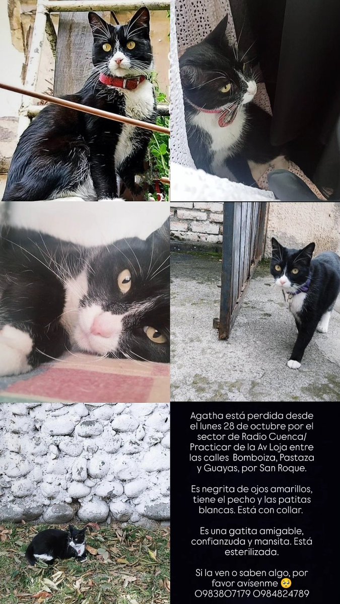 DaniPinB's tweet photo. Ágatha sigue perdida 😢😢😢😢 https://t.co/qUxrS0NqIJ