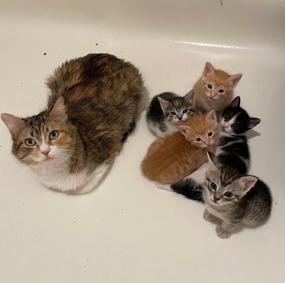 PunchingCat's tweet photo. i love how the kittens are all different colors 🥹 https://t.co/vHM5XIGCkL