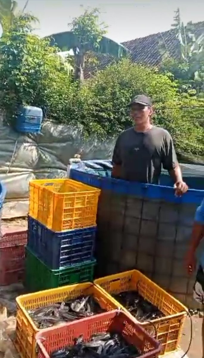 LutfiyahSp's tweet photo. Selasa, 20/10/2024, Lutfiyah luhkan sragen, melaporkan hasil panen lele konsumsi pak Joko Suseno ds. Plumbon kec. Sambungmacan sebanyak 308kg harga 18rb, pembeli Mas Tri Cahyono Sragen.
#giatluhkansatminkaltegal
#sragen
#luhlapor https://t.co/NwSc2MgKPB