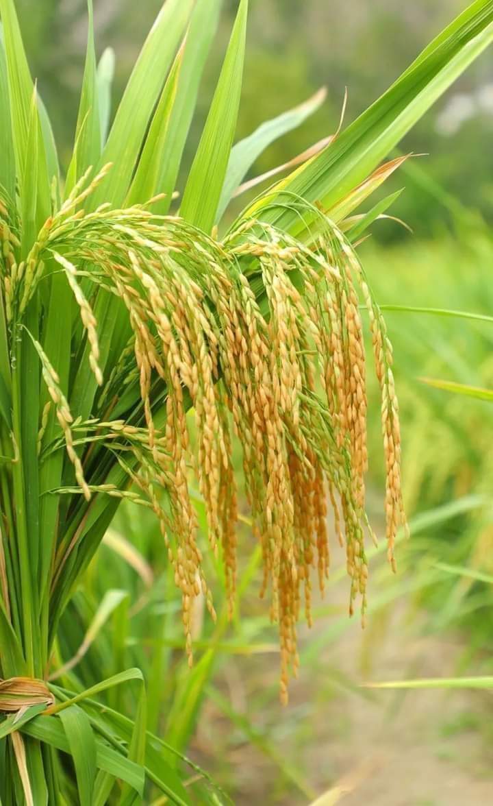 NaynaAadiwasi's tweet photo. 🌱☘️आप सभी देश वासियों को फसली उत्सव ऊहो (दीवाळी) की आपको और आपके सह परिवार को हार्दिक शुभकामनाएं बधाई जोहार।।☘️🌱
🌾"जय प्रकृति"🌾