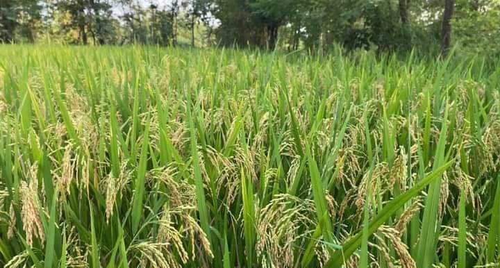 NaynaAadiwasi's tweet photo. 🌱☘️आप सभी देश वासियों को फसली उत्सव ऊहो (दीवाळी) की आपको और आपके सह परिवार को हार्दिक शुभकामनाएं बधाई जोहार।।☘️🌱
🌾"जय प्रकृति"🌾