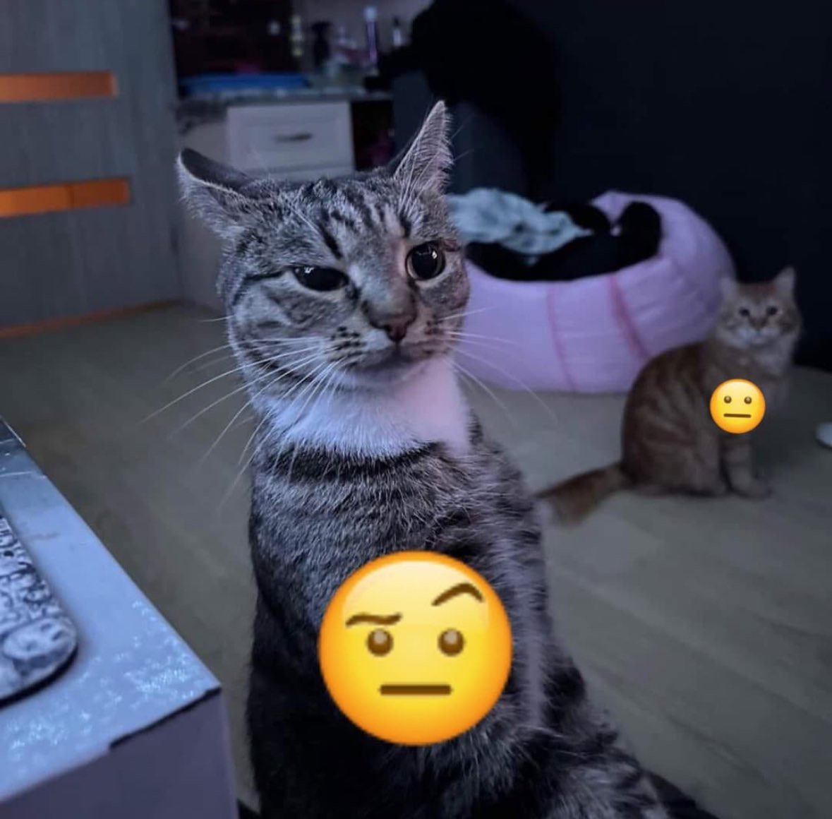 Punch Cat tweet media