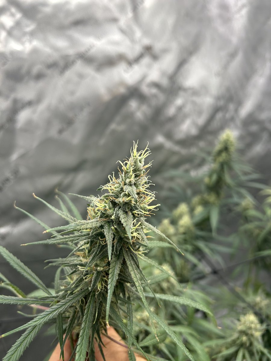 I’ve not. Even overly attracted to the indoor set up but I must say <a href="/JeremyPJacob/">Jeremy</a> is doing a beautiful job with these two ladies. I wish I could post scratch and sniff!