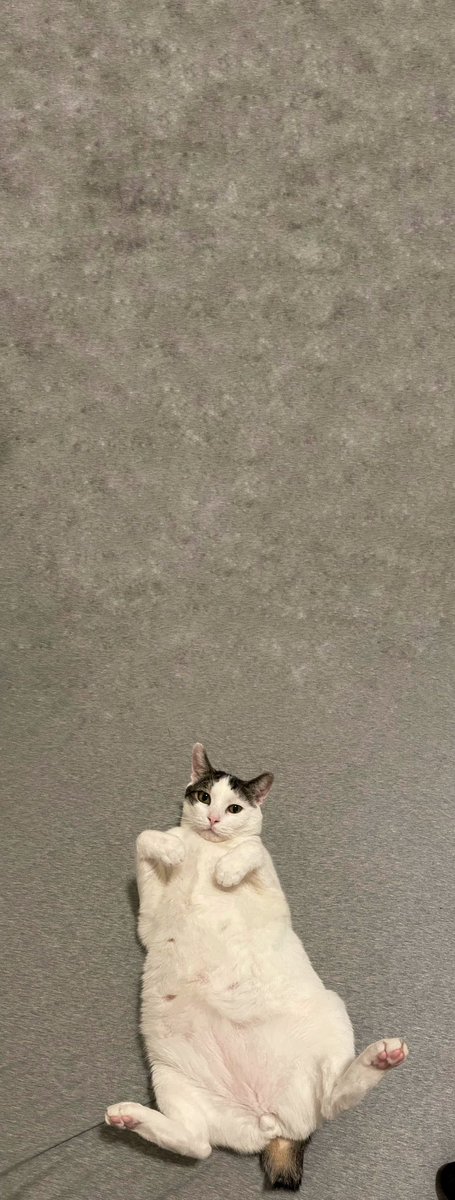 Macklemore the Cat tweet media