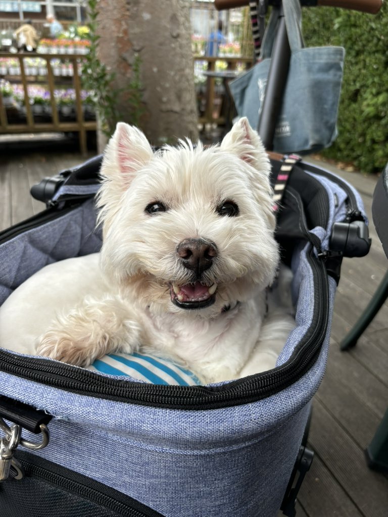 nasuke03's tweet image. あなたの笑顔に癒される☺️