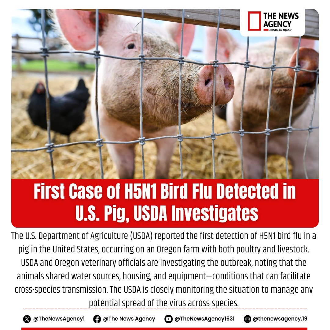 TheNewsAgency1's tweet photo. #BigNews #BirdFlu #USDA #1stCaseOfBirdFlu #USBreaking #H5N1 #Pig #Disease #Oregan #Outbreaki #USNews #BigBreaking @USDA @USDAFoodSafety https://t.co/OPZKaQppN4