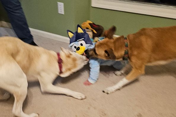 drnik46's tweet photo. The girls met Bluey tonight! #DailyRio #RubyRoo #RioAndRuby https://t.co/z2bQyQs9ux