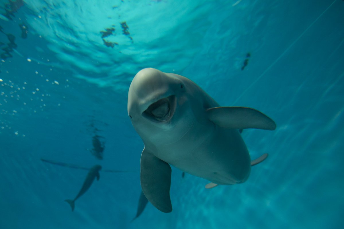 Smiling Dolphin | Miharu tweet media