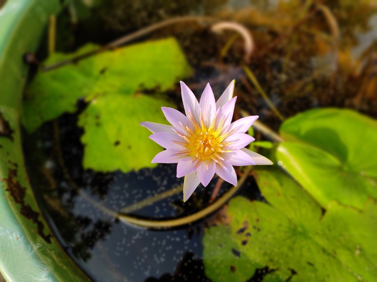 nomadic_locust's tweet photo. #waterlili in our #roofgarden #beautiful https://t.co/5oX3QJbk1D