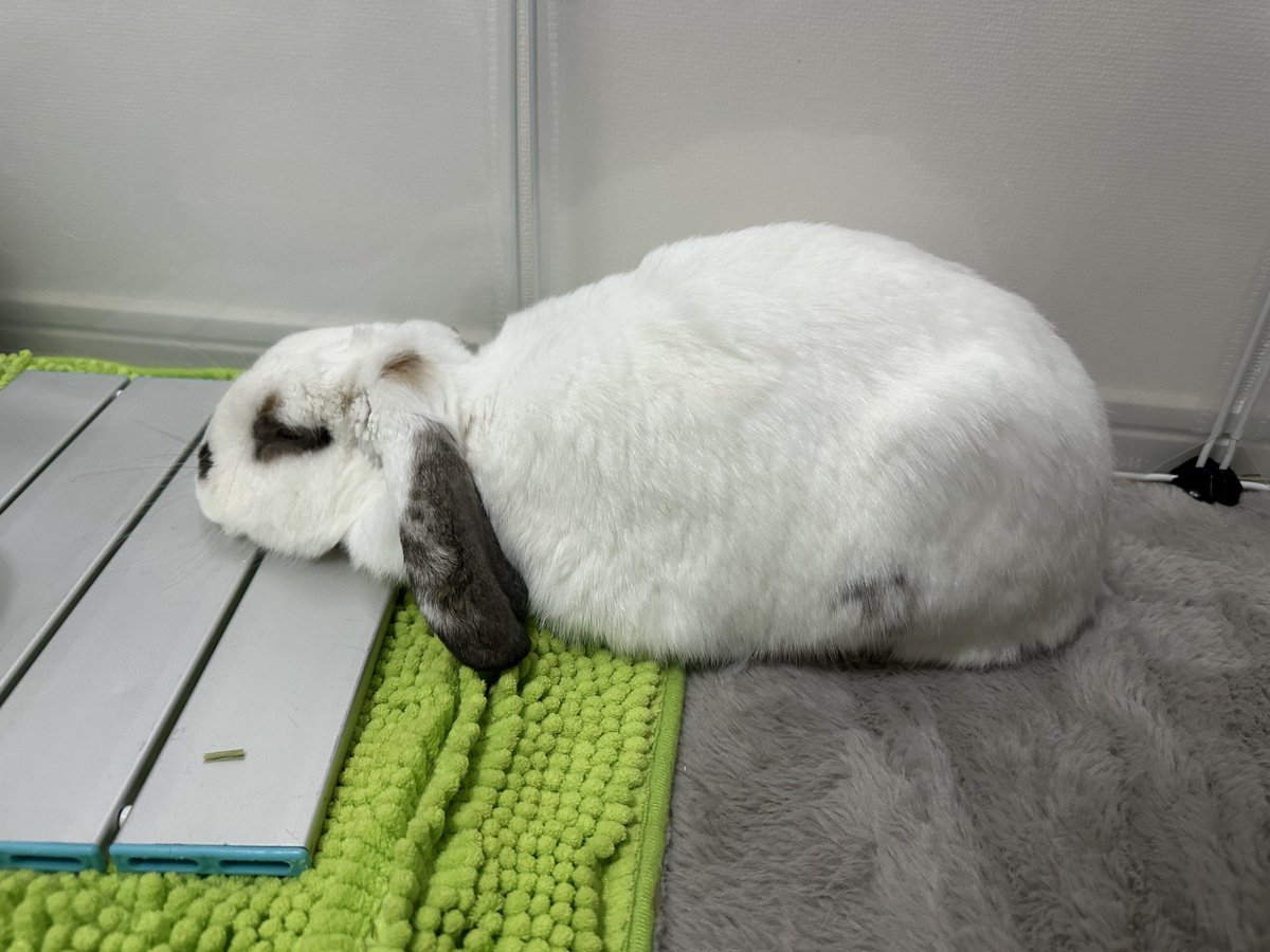 tororothebunny's tweet photo. ツチノコ発見 https://t.co/m4tfzooETh