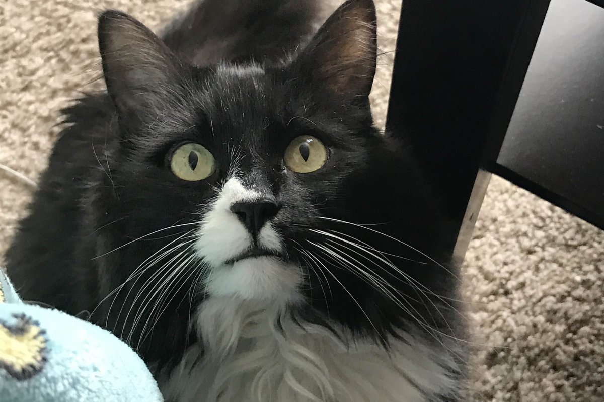 lost my good boy this week, so I haven't been around. He was a good boy until the end (old pic, he was 15)