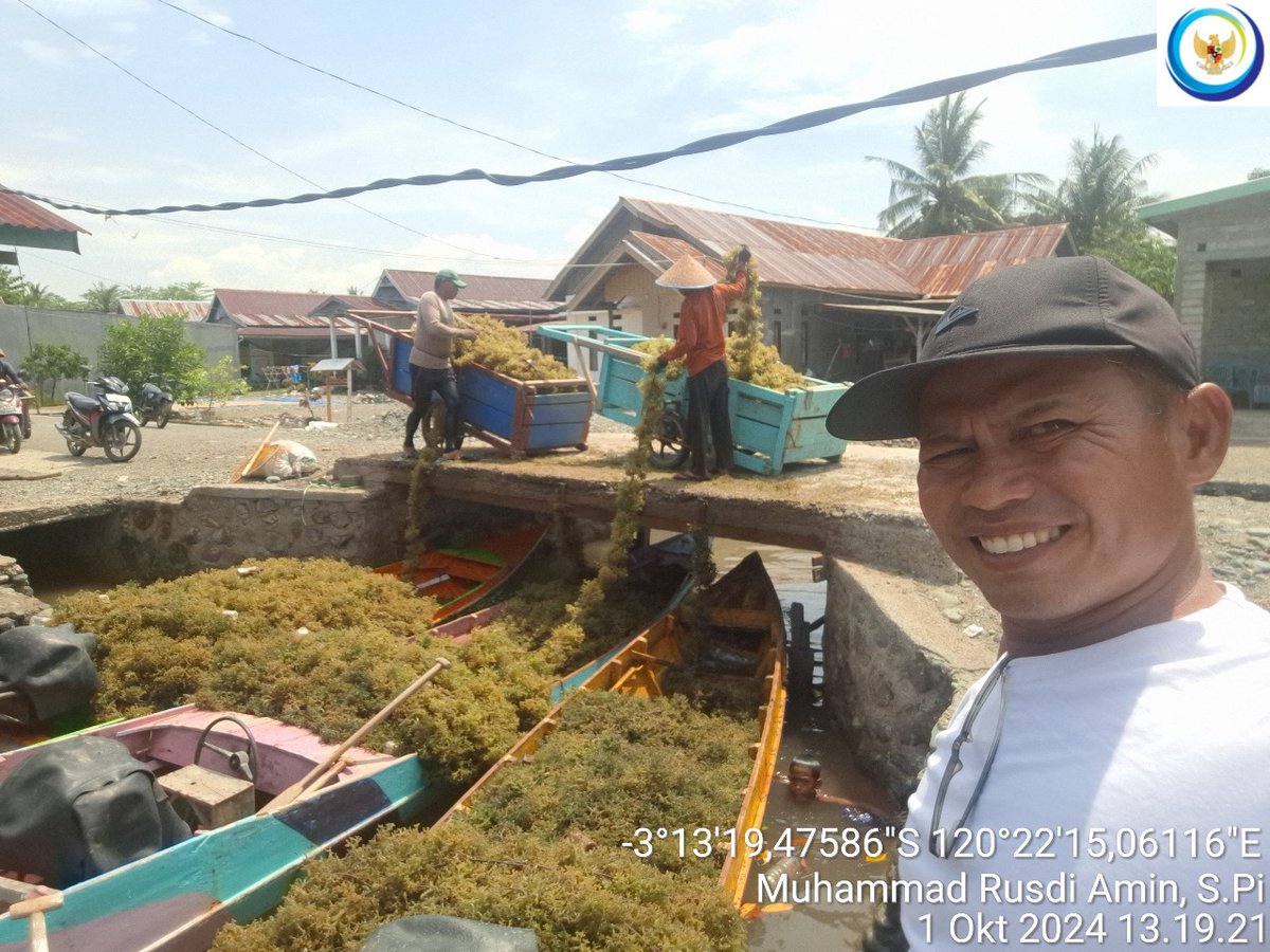 75Rusdi1's tweet photo. Selasa (1/10/2024), Muhammad Rusdi Amin, Luhkan Luwu mendampingi anggota Pokdakan passampa Katonik, Panen Rumput Laut Cottonii sebanyak 2.900 kg (basa)
#GiatLuhkanSatminkalMaros 
#luhlapor 
@BRPBAP3_Maros 
#Panen https://t.co/GifBqhfzfP