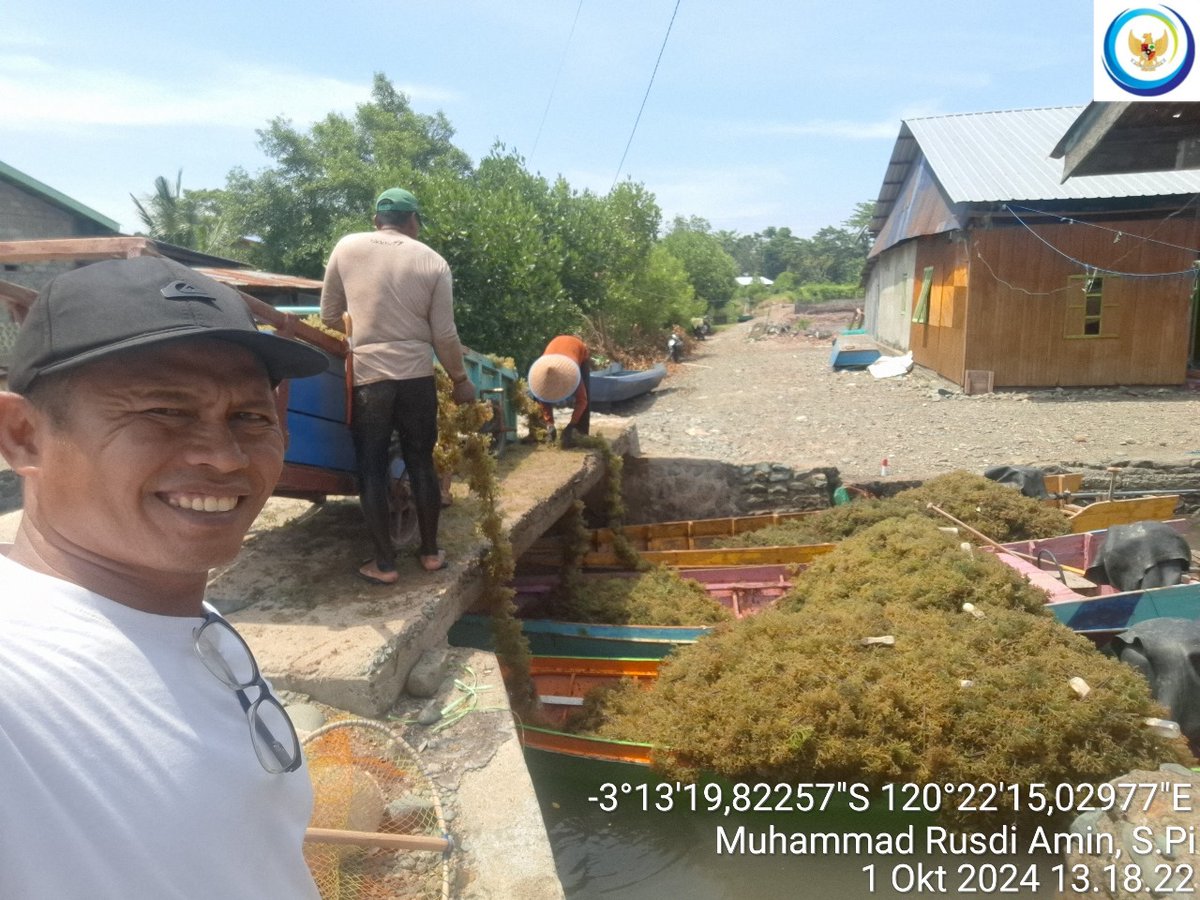 75Rusdi1's tweet photo. Selasa (1/10/2024), Muhammad Rusdi Amin, Luhkan Luwu mendampingi anggota Pokdakan passampa Katonik, Panen Rumput Laut Cottonii sebanyak 2.900 kg (basa)
#GiatLuhkanSatminkalMaros 
#luhlapor 
@BRPBAP3_Maros 
#Panen https://t.co/GifBqhfzfP