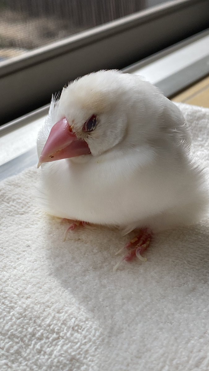 ___churi1124's tweet photo. とろけてるー
#文鳥　#文鳥暮らし https://t.co/Wv0vrz1F88