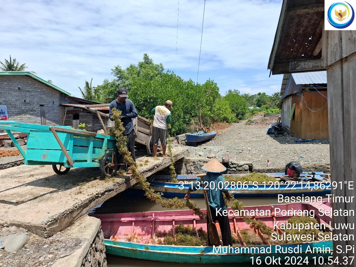 75Rusdi1's tweet photo. Rabu (16/10/2024) Muhammad Rusdi Amin, Luhkan Luwu mendampingi anggota Pokdakan Bintang Timur Panen Rumput Laut Cottonii sebanyak 1.800 kg (basah)
#GiatLuhkanSatminkalMaros 
#luhlapor 
@BRPBAP3_Maros 
#Panen https://t.co/6blBEItYHR