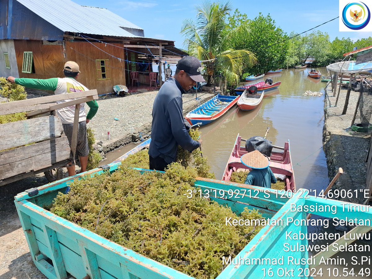 75Rusdi1's tweet photo. Rabu (16/10/2024) Muhammad Rusdi Amin, Luhkan Luwu mendampingi anggota Pokdakan Bintang Timur Panen Rumput Laut Cottonii sebanyak 1.800 kg (basah)
#GiatLuhkanSatminkalMaros 
#luhlapor 
@BRPBAP3_Maros 
#Panen https://t.co/6blBEItYHR