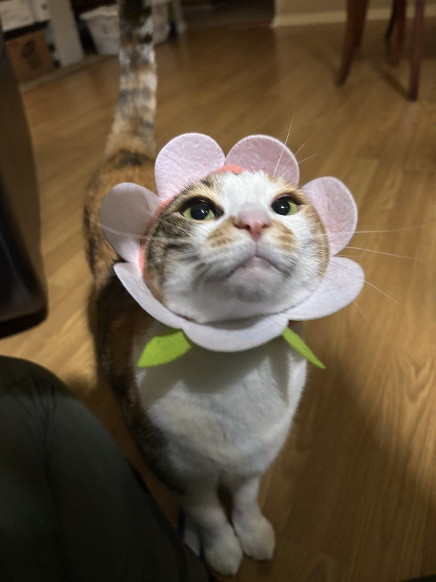 kittycqt's tweet photo. https://t.co/FlLXuUVN8j