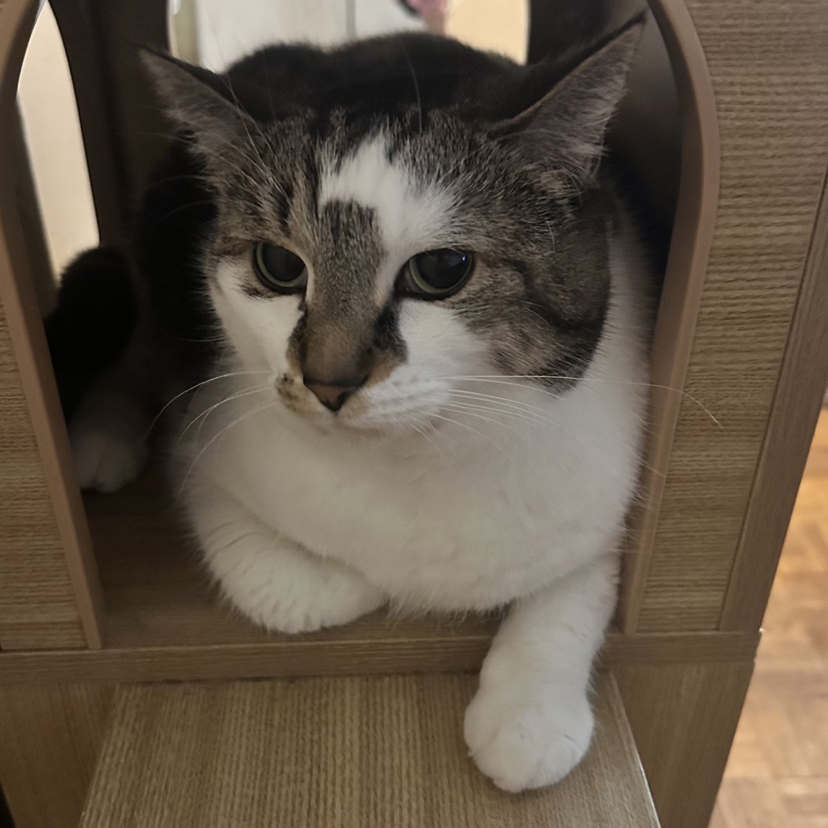 T3XACAN0's tweet photo. “Baby” inside her Condo 🐱🐾❤️
#baby #babycat #cute #love #pawzroad #3level #tiers #cattree #modern #tower #catcondo #beige #happyhalloween https://t.co/s0qlMXtUC1