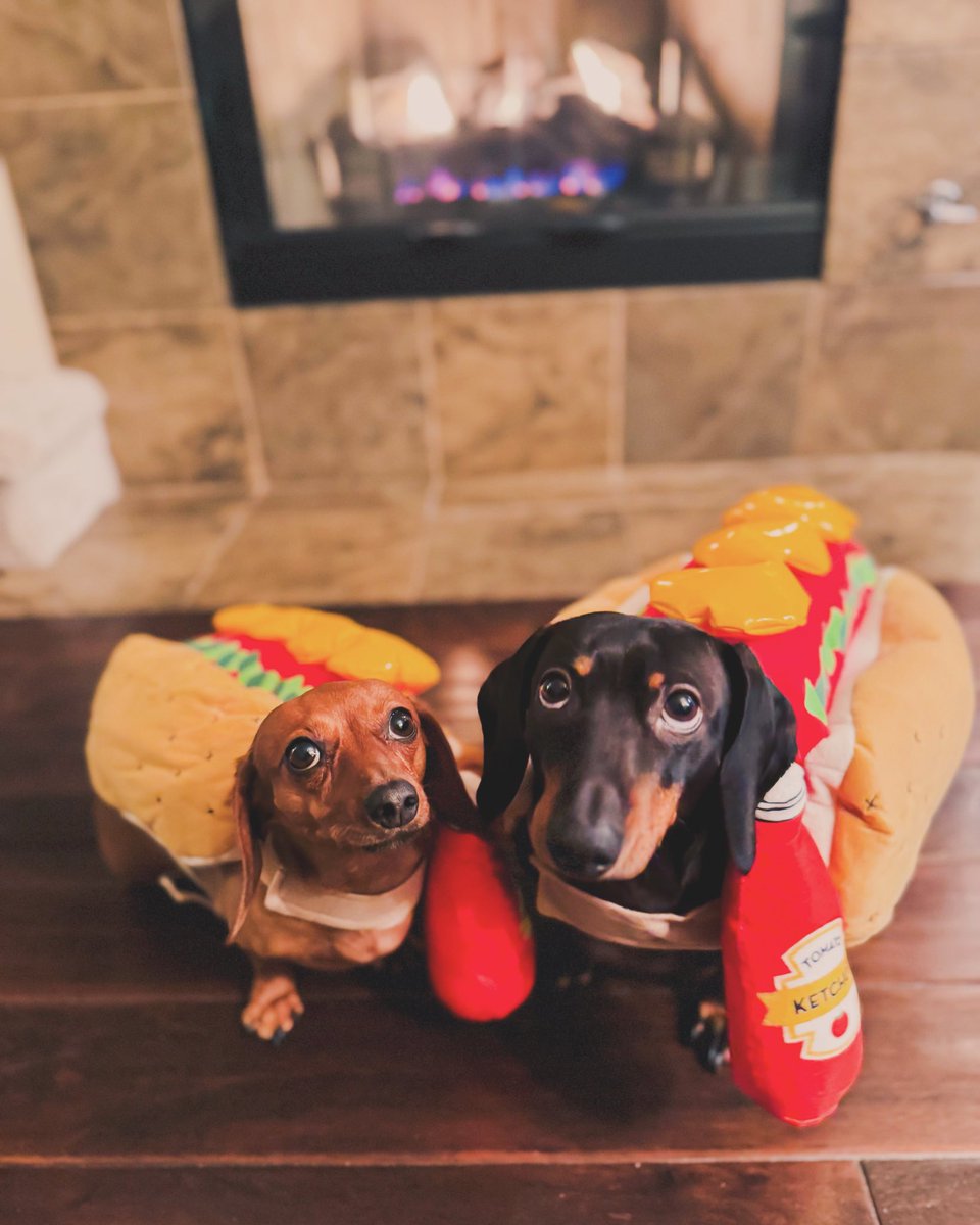 vpsadiaz's tweet image. Happy Halloweenie from Luna and Duke 🐶🌭