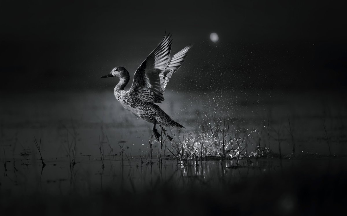 NikonIndia's tweet photo. Experience the breathtaking beauty of birds in flight, captured by the #NikonCreator Lalit Rajora. 

Nikon Z 9, AF-S NIKKOR 500mm f/5.6E PF ED VR

For information on products, offers and more, visit https://t.co/O2lv6tbfaS

#Nikon #NikonIndia #NIKKOR #NikonZ9 #Unstoppable https://t.co/SWDHJRQuXR