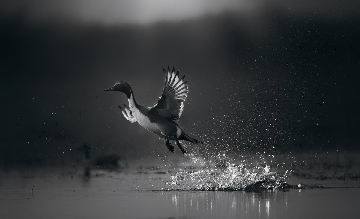 NikonIndia's tweet photo. Experience the breathtaking beauty of birds in flight, captured by the #NikonCreator Lalit Rajora. 

Nikon Z 9, AF-S NIKKOR 500mm f/5.6E PF ED VR

For information on products, offers and more, visit https://t.co/O2lv6tbfaS

#Nikon #NikonIndia #NIKKOR #NikonZ9 #Unstoppable https://t.co/SWDHJRQuXR