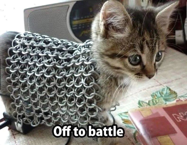 WholesomeMemes tweet media