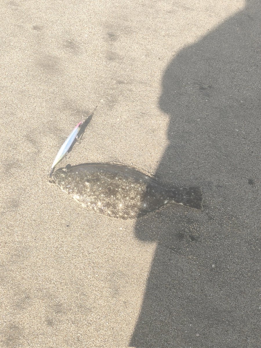 3ヶ月ぶりのサーフ。
ダツ？とソゲが遊びに来てくれた。
釣れたのも嬉しいけど、サーフに立ってるルアー投げてるだけで楽しかった😄