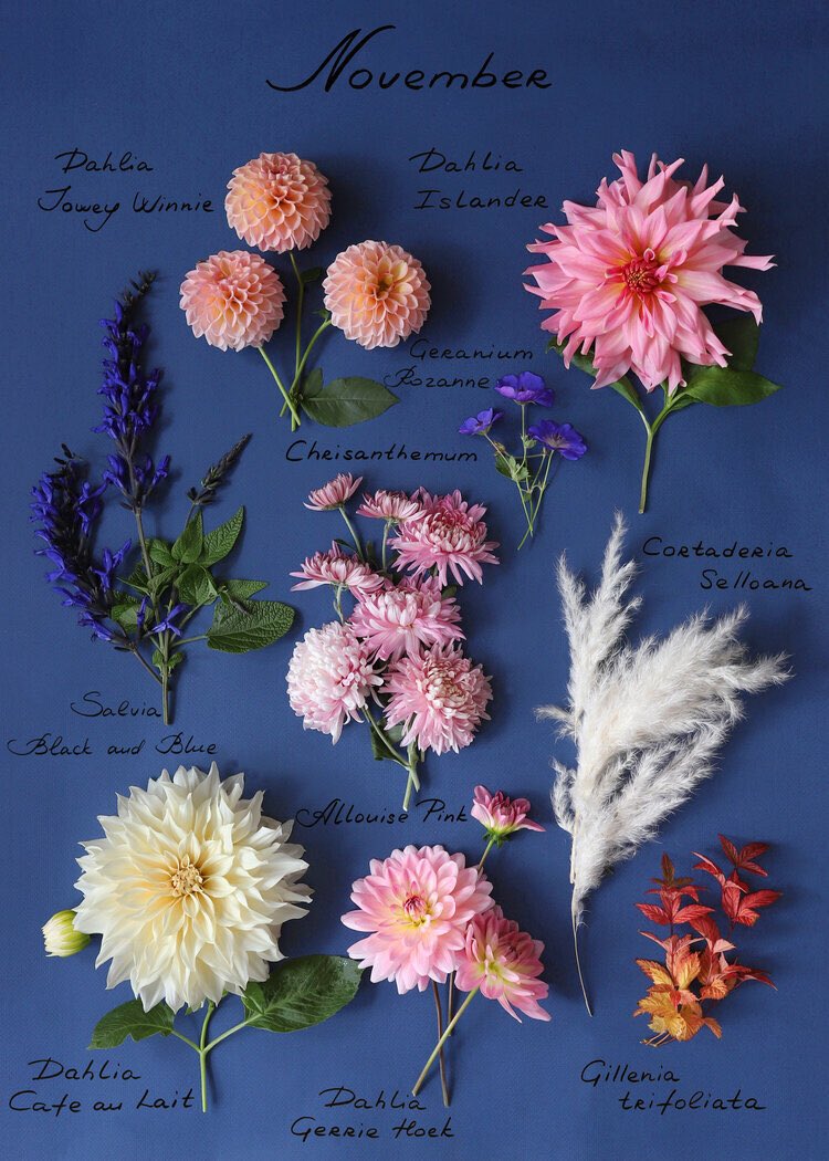 franch_laura's tweet photo. Flores de noviembre…

¡Buenos días!
Bon dia!

📷🪻@LondonBlooms https://t.co/HSd7OJ9C3I