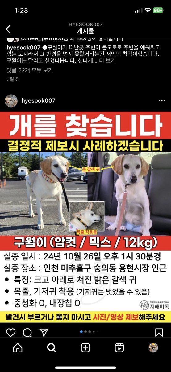 bambizoa126093's tweet photo. 인스타에서 보고 공유합니다. 유기견 구월이 임보처 옮겼는데, 잠깐 손님 들어오는 사이 나갔다고 해요. 인천 미추홀구 용현동, 도원역근처, 숭의동에서 봤다는 제보가 있답니다. 교통사고때문에 기저귀 차고 있다고 해요 제보는 인스타 hyesook007 구조자분입니다. https://t.co/SmqpghlgSu