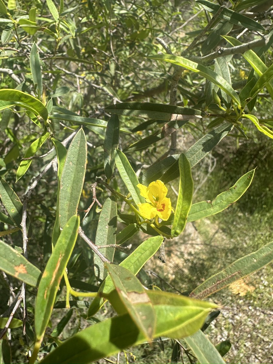 lost_in_botany's tweet photo. #Labichea lanceolata #Fabaceae, this is a common shrub that has become naturalised outside its natural range! https://t.co/sguWOPnMys