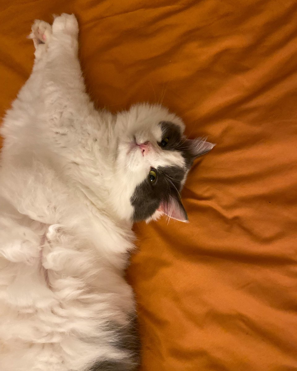 Kathryn Reese Patterson tweet media