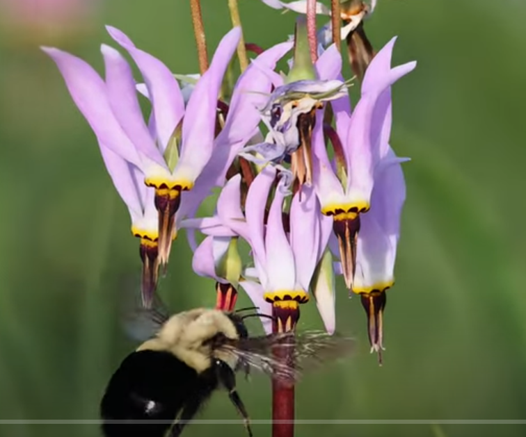 School of Biological Sciences, Monash (@monashbiol) on Twitter photo Tips for filming pollinators in flight, foraging, mating in the wild, thanks to Jeff Karron <a href="/PollinatorCons/">Jeff Karron</a>
See an example of his photography here
youtu.be/fQsnPAWQqcI
1/ Tips for filming pollinators in flight, foraging, mating in the wild, thanks to Jeff Karron <a href="/PollinatorCons/">Jeff Karron</a>
See an example of his photography here
youtu.be/fQsnPAWQqcI
1/