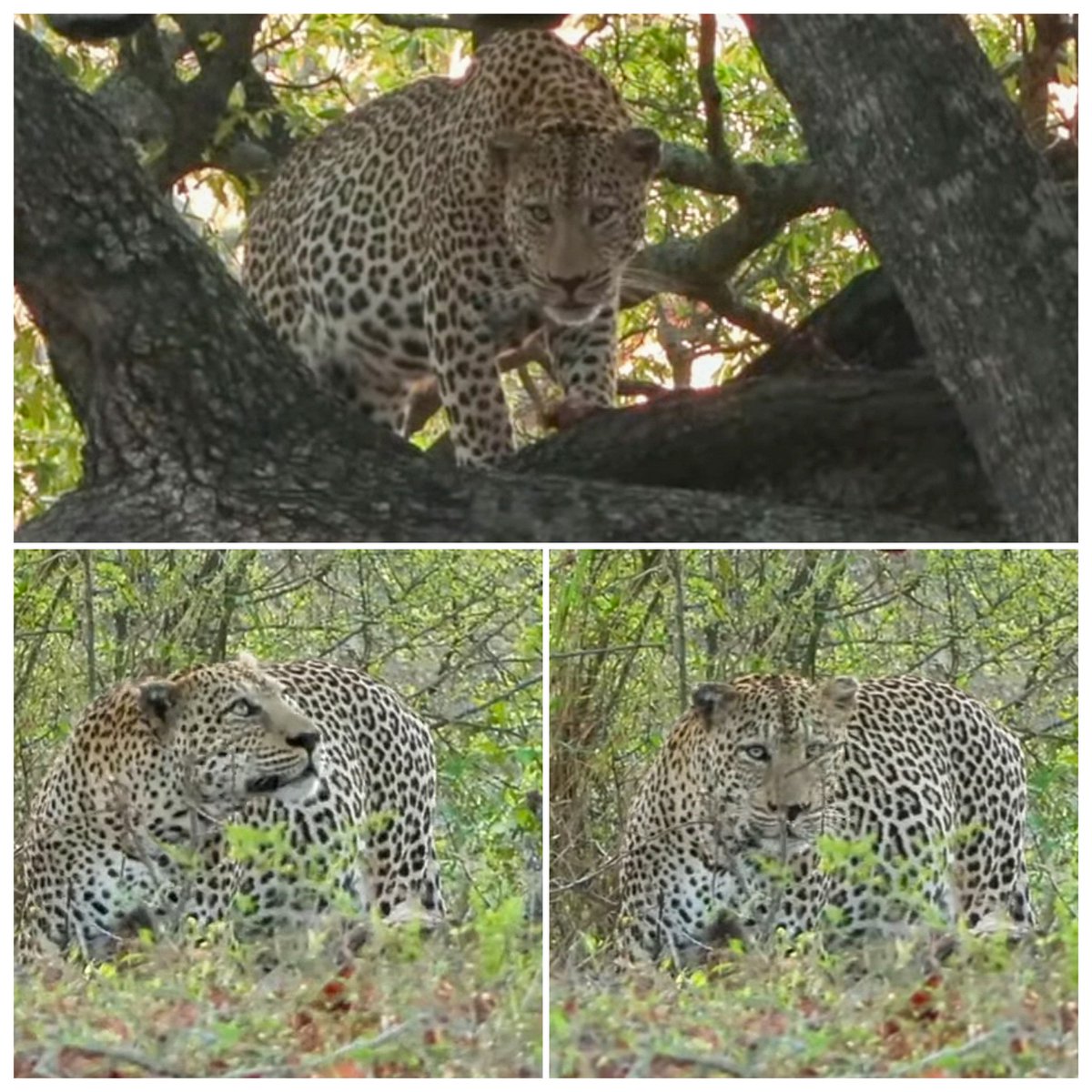JoyR_1980's tweet image. Sunrise safari 1 November 2024. It's all happening.  Lion dynamics continue to have us  intrigued. #Mowati #Tlalamba &amp;amp; #Tshipondo are just the cherry on top!  #WildEarth