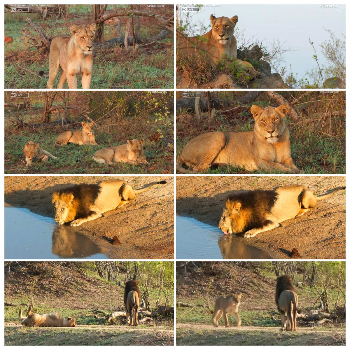 JoyR_1980's tweet image. Sunrise safari 1 November 2024. It's all happening.  Lion dynamics continue to have us  intrigued. #Mowati #Tlalamba &amp;amp; #Tshipondo are just the cherry on top!  #WildEarth