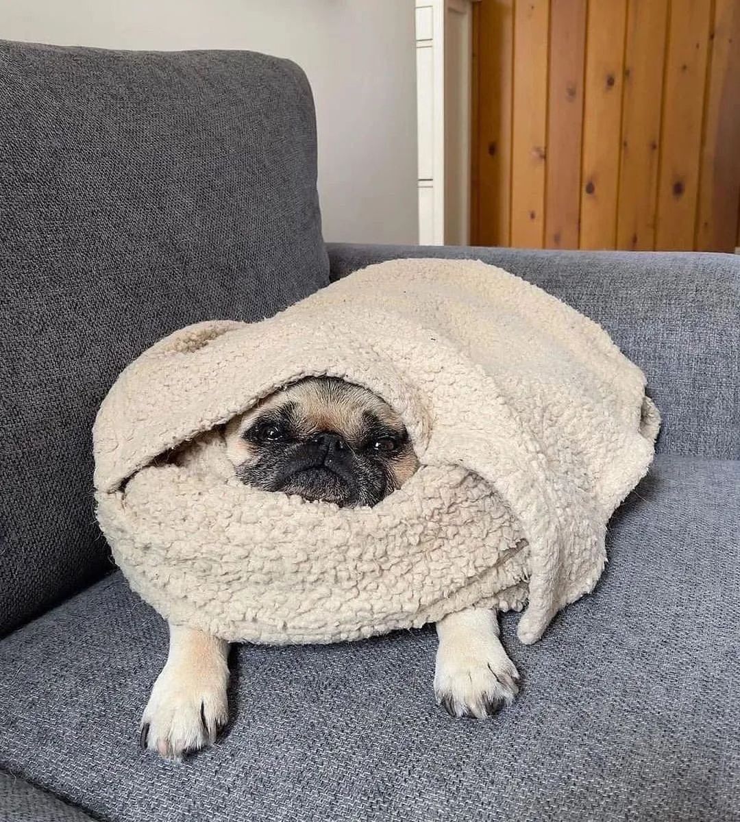 pugclub1's tweet photo. . - -#pug #pugsproud #pugslife #pugdaily #puglife #pugsoftheday #puppylover #pugfashions #puglove #pugsdaily #puglive #pugface #pugs https://t.co/1plV3GTP1D