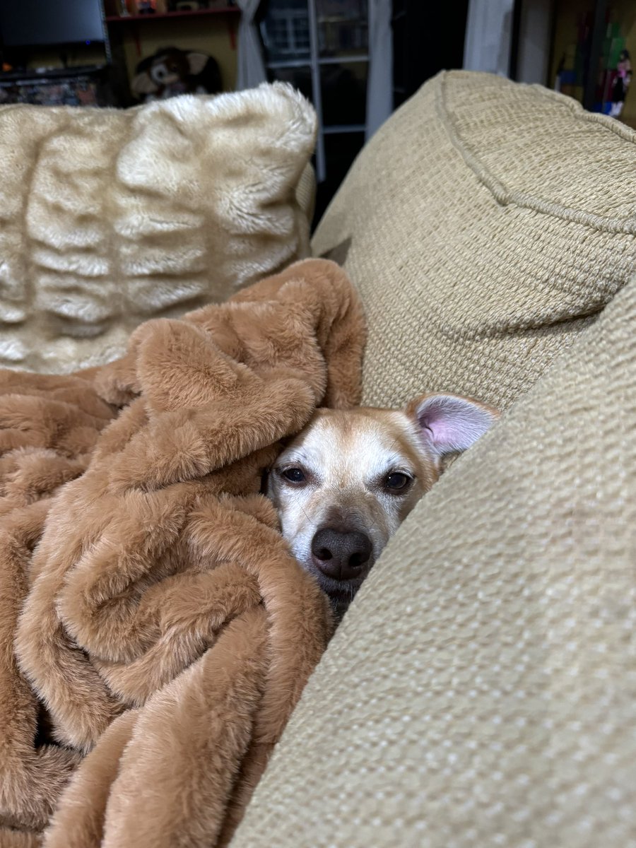 CamelToad's tweet image.