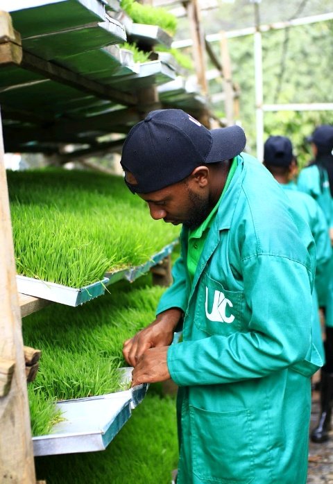 LeandreBaka2's tweet photo. Farmers report up to 30% savings on feed expenses with hydroponic fodder, making  farming especially Rabbit even more profitable.🐇💸 #CostEffective #AgriHopper #ThevoiceofFarmer
#AgriHopperCommunity "Twe twubaha ubuhinzi n'ubworozi kuko nibyo bizima by'ubuzima" https://t.co/riLDEsdyZM