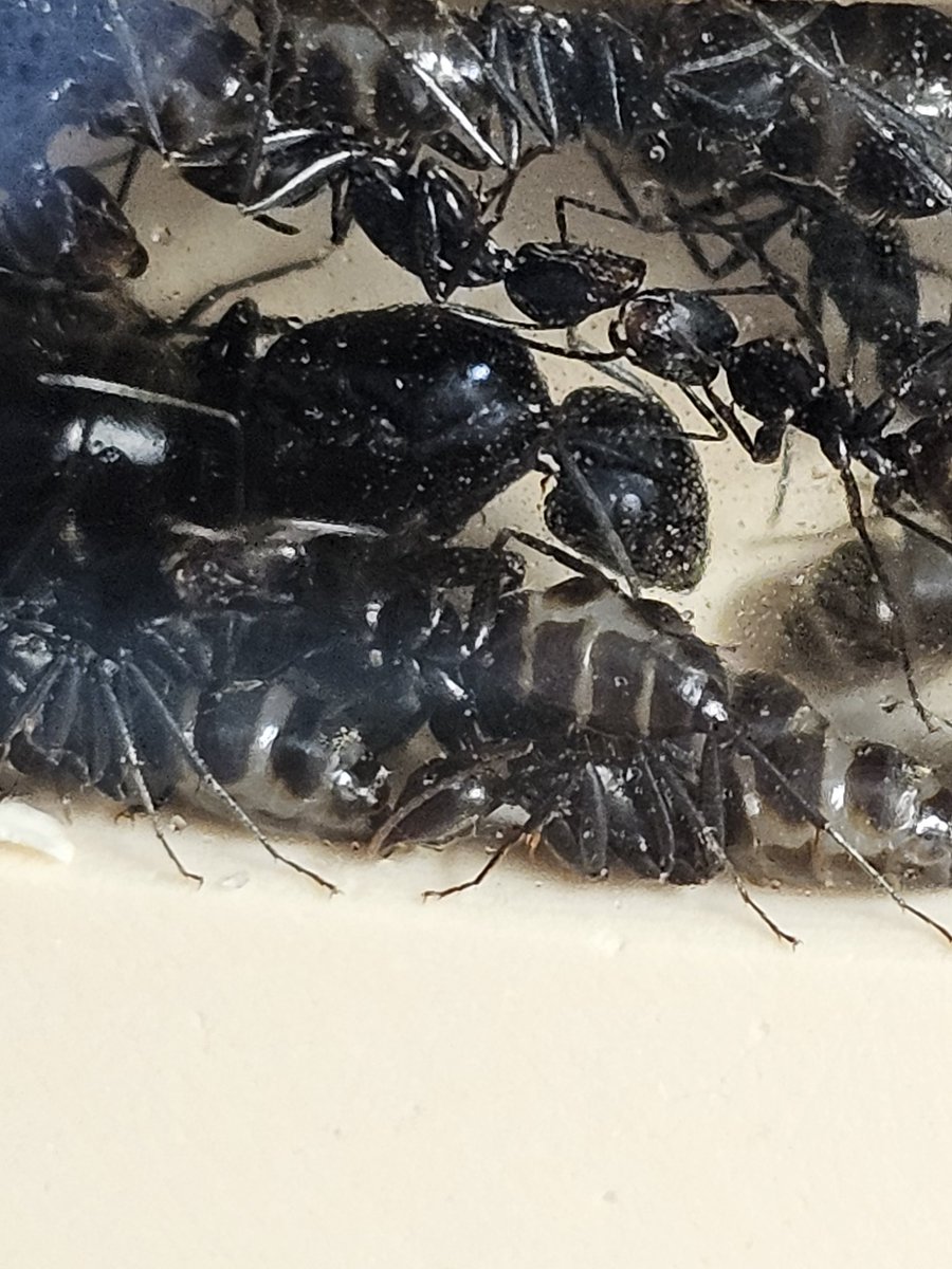 mikamanma's tweet photo. 🐜引越し完了✨
初期の平置き石膏巣と違い、上下にもスペースがあることでより本来の形に近いですし、観察も覗き込む必要がなくなり感動しています。
餌場も繋いで新しく餌を投入。しばらく警戒＆落ち着かないかと思いきや、早くも取りに来てました😊 https://t.co/LGxBPevJkk