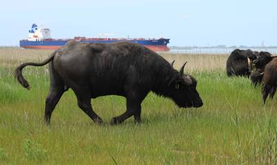 BN DeStem ZVL tweet media