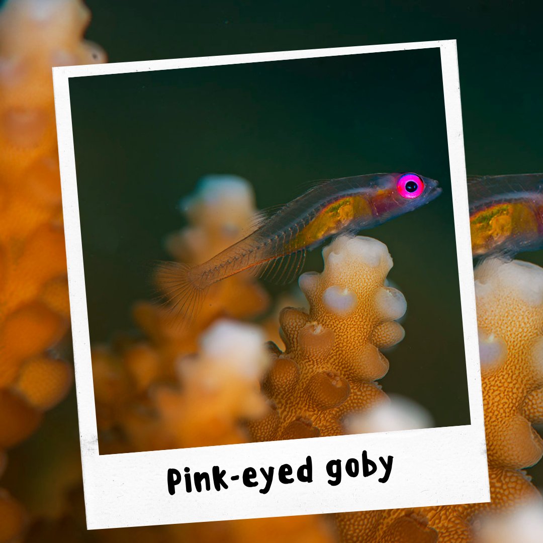 RGSustain1's tweet photo. (1/2) Meet the bioluminescent wonders of the deep blue!
Swipe to discover the sea's own #FestivalOfLights.
Photos by: Dhritiman Mukherjee
#RoundglassSustain #Andamans #CoralReefs #Fishes #MarineMarvels #MarineLife #Corals #Festivals #Diwal #HappyDiwali https://t.co/RAC7mrrZxU