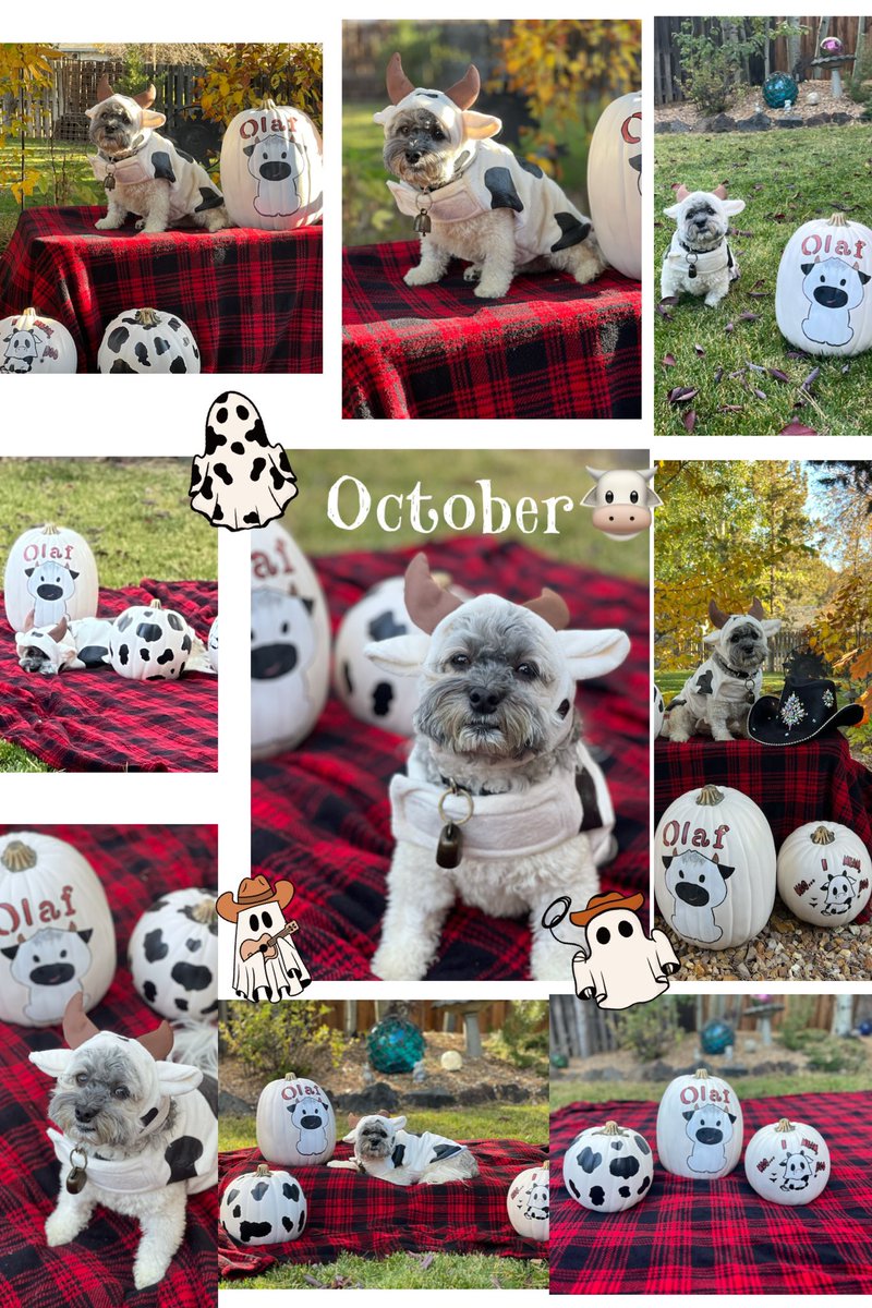 Olaf_LittleMan's tweet photo. Mooo I Mean Boo, Happy Halloween my floofy friends ππΆ! I was a Moo Moo what were you? #cow #MooBoo #HappyHalloween #costume https://t.co/SMZ174ufzo
