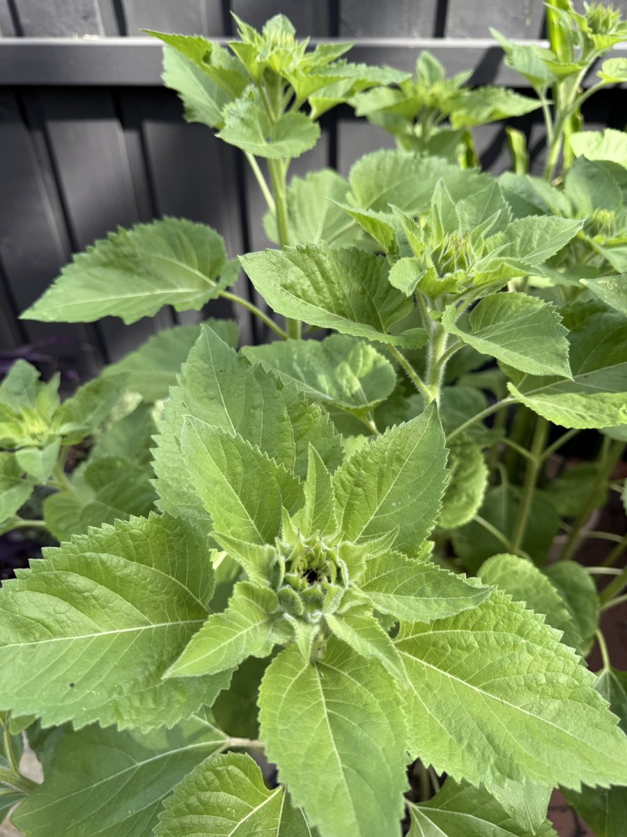 Dr Brad McKay (@drbradmckay) on Twitter photo I know it’s not a competition with <a href="/cherryblack/">ludicrously capacious bag</a> but my sunflowers are going well this year 🌻🌻🌻 I know it’s not a competition with <a href="/cherryblack/">ludicrously capacious bag</a> but my sunflowers are going well this year 🌻🌻🌻